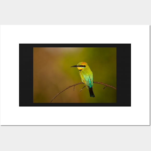 Rainbow Bee Eater, Northern Territory Wall Art by AndrewGoodall